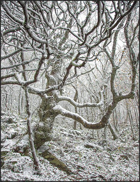 Craggy Gardens Trail tree in snow.